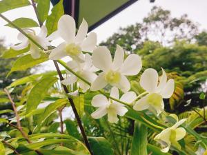 象岛Papaya Cottage Koh Chang的植物上一束白色的花
