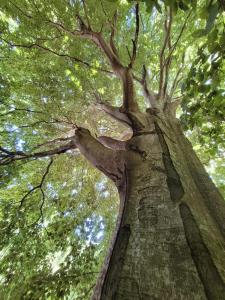 BurzetGrande Tente Tipi en pleine forêt的望向天空的高大的树