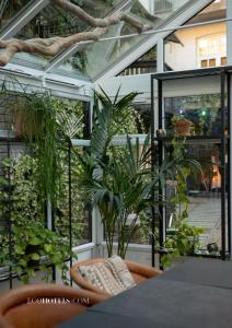 哥本哈根Carlton 66 Guldsmeden的植物的温室