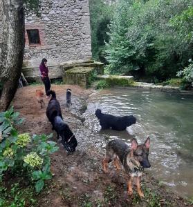 EntrambasaguasPosada Pet Friendly El Molino de Cantabria的一群狗站在河边