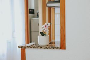 戈斯皮奇I&T apartman的坐在镜子前桌子上的盆栽植物
