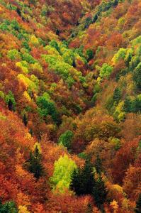 FrajénCasita Pelopin的山坡上布满了各种颜色的树木