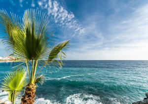 阿尔姆尼卡Hostal Tropical的海边的棕榈树