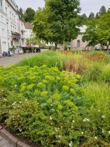 巴登-巴登Studio an der Therme的一座花园,在城市里种满草和花