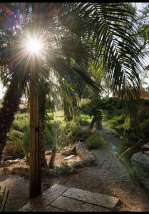 加利波利Tenuta Negroamaro的棕榈树,阳光照耀着它