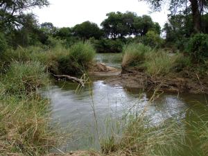 Mkolo Hunting and Wildlife的一片水,有草木