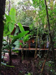 蒙泰韦尔德哥斯达黎加Tree houses Bosque Nuboso Monteverde的树林中的绿色小屋