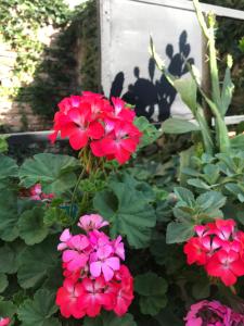 科尔多瓦Santa Rosa的花园里的一群红色花
