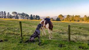 克尼斯纳Fernhill Guest Farm的一只狗看着围栏后面的马