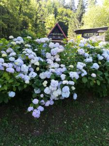 代尔尼采Holiday house with a parking space Gusti Laz, Gorski kotar - 17993的花园里的一束蓝色花