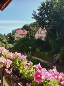 雷达ROMANOWKA的花园里的一束粉红色的花