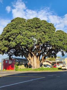 新普利茅斯兰德马克庄园酒店的道路一侧的一棵大树