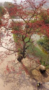 宁平三角杯地平线简易别墅的沼泽中一棵树,上面有红花