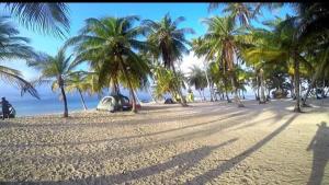 Playón ChicoArridub Island-Iguana的沙滩上的棕榈树