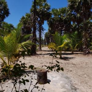 贾夫纳Malabar Beach Walk的棕榈树海滩和沙子篮子