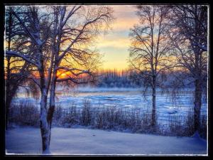 塔尔基特纳Susitna River Lodging, Riverside Cabins的一片覆盖着树木的雪地画