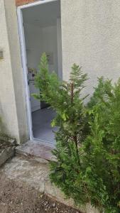 弗农STUDIO COCON VERNON-GIVERNY的门前的小松树
