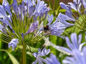 Thorigné-dʼAnjou克洛斯都费卢克斯住宿加早餐旅馆的蜜蜂坐在蓝色的花上