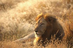 巴卢莱自然保护区Imagine Africa Luxury Tented Camp的狮子躺在草地上