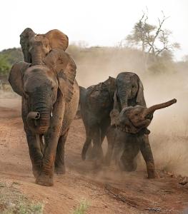 巴卢莱自然保护区Imagine Africa Luxury Tented Camp的一群大象在土路里走