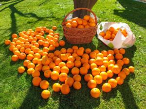杜布罗夫尼克Ambience Dubrovnik的一堆心形的橙子