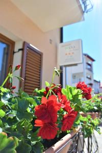 罗维尼Apartments & Rooms Ivana的窗箱里的一束红色鲜花