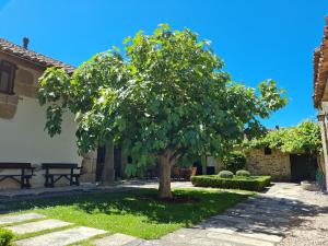 Eidián伊迪安帕索斯旅馆的房子庭院里的一棵树