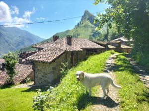 RozapaneraCasa de Ligueria的一只白色狗站在房子旁边的土路上