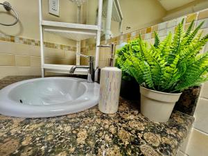 迪拜York Backpackers - Jumeirah Beach的浴室设有水槽,台面上设有两座植物