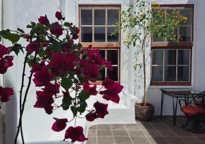 特吉塞Casa de las Flores - Hotel Boutique Lanzarote的窗户前有红花的植物