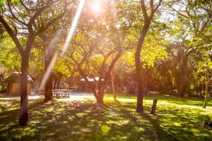 卡蒂马穆利洛Zambezi Mubala Camp的阳光照耀着树的公园