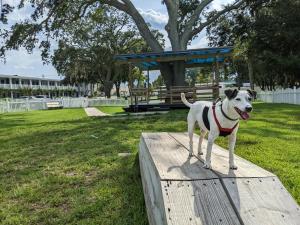 圣奥古斯丁南奥克斯酒店 - 圣奥古斯丁的站在公园木平台上的狗