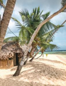 Playón ChicoArridub Island-Iguana的沙滩上的几棵棕榈树
