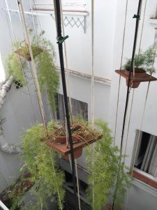 锡切斯熙德酒店的阳台上的盆栽植物群