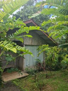 Hacienda Santa MaríaSanta Maria Volcano Lodge的花园里的老棚子,有一堆香蕉树