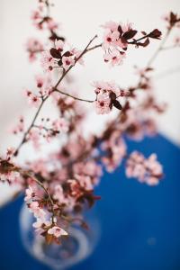 塞雷斯Cherry Blossom - Backup Power Inverter的蓝色花瓶中带粉红色花的枝子