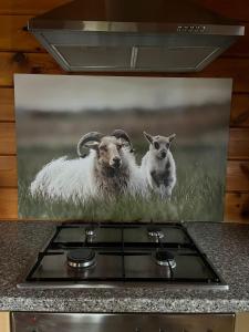 埃尔默洛Veluwse Bungalow的一张两只羊在田野的照片