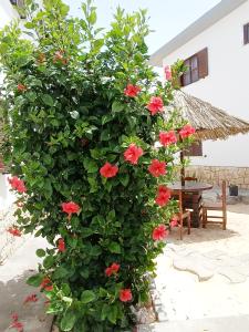 萨尔雷Vilas na areia aparthotel的房屋前有红花的灌木
