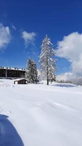 ZovelloLa casa del Cucù al Ravascletto, 900mt from cable car的雪覆盖的田野里的一群树木