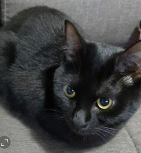 圣保罗Quarto Individual ou Duplo ao lado da Ponte Transamerica的躺在沙发上的一个黑猫