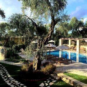 帕尔加Vassilis Guest House的树 ⁇ 旁的游泳池