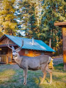 ChamaCorkins Lodge的一只鹿站在小屋前的草地上