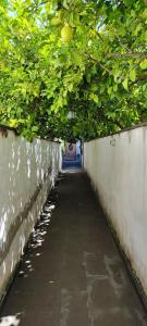托雷安农齐亚塔Casa Teresinella Garden的一条带绿树隧道的走廊