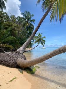 小玉米岛ENSUEÑOS Natural Reserve Big House的棕榈树躺在海滩上,与大海交汇