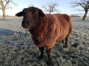 Hem't Pekelhuis - Vakantiehuisje op boerderij Huize Blokland的一只棕色的羊站在雪覆盖的田野里