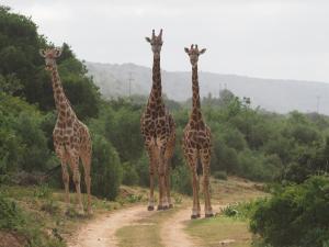 帕特森Pure Nature Familodge的一群长颈鹿站在土路上