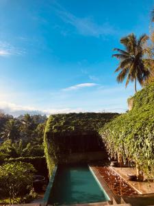 康提GODDESS Kandy的一片水池,背后是棕榈树