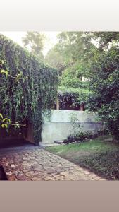 康提GODDESS Kandy的种植了葡萄的花园,在石头人行道上长着葡萄