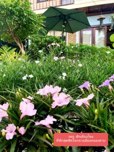 廊开ฮักเคียงโขง HUG Khieng Khong Nongkhai Hostel的一座花园,花园内种有粉红色的花卉,并配有遮阳伞