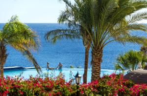 沙姆沙伊赫沙姆沙伊赫艾尔萨拉姆协和酒店的一座棕榈树和海洋游泳池